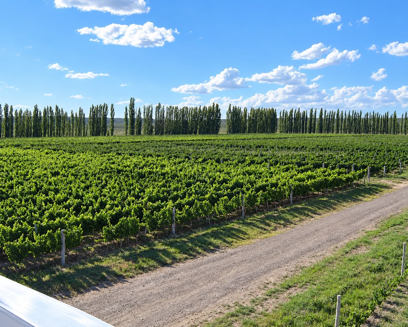 Viñedos de Bodega Rivus en Darwin, Patagonia, al atardecer